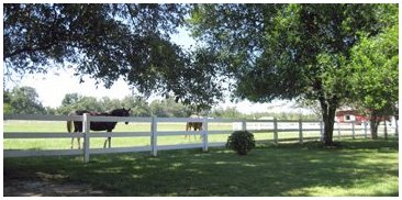 White 3 Rail Fence